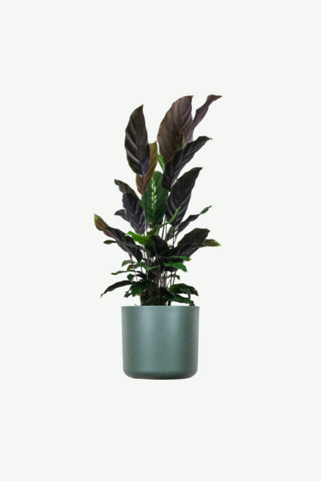 plants-ecommerce-product-featured-img-18 plants ecommerce product featured img 18