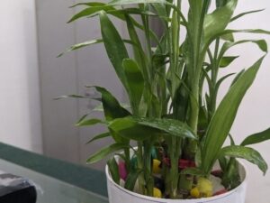 Decorative plant